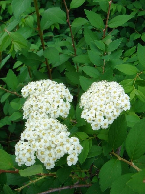 Spiraea nervosa P2D (2)